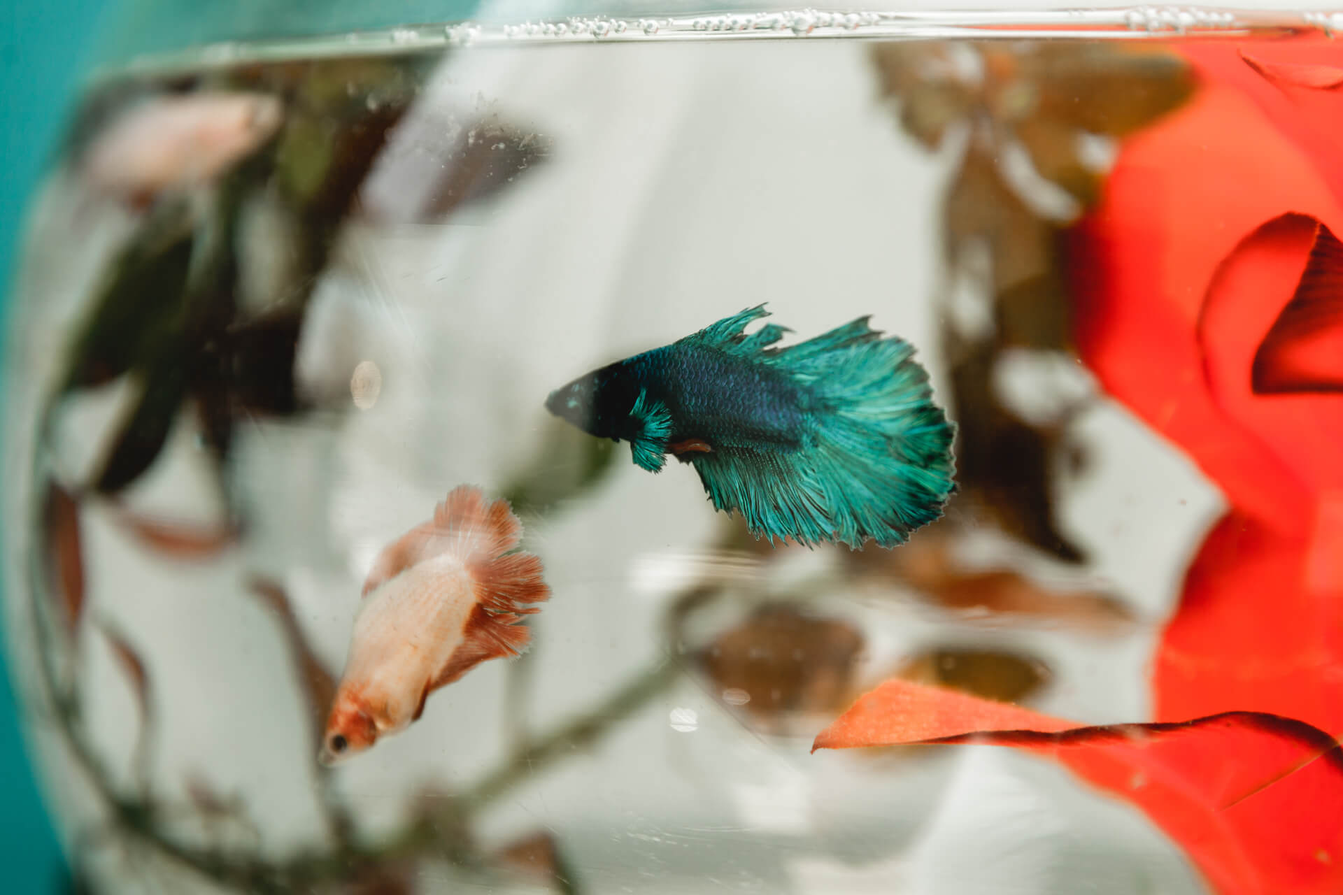 Betta num aquário redondo Betta num aquário redondo