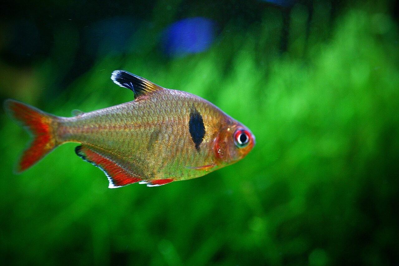 Primeiro plano de um belo peixe Rudd a nadar Primeiro plano de um belo peixe Rudd a nadar