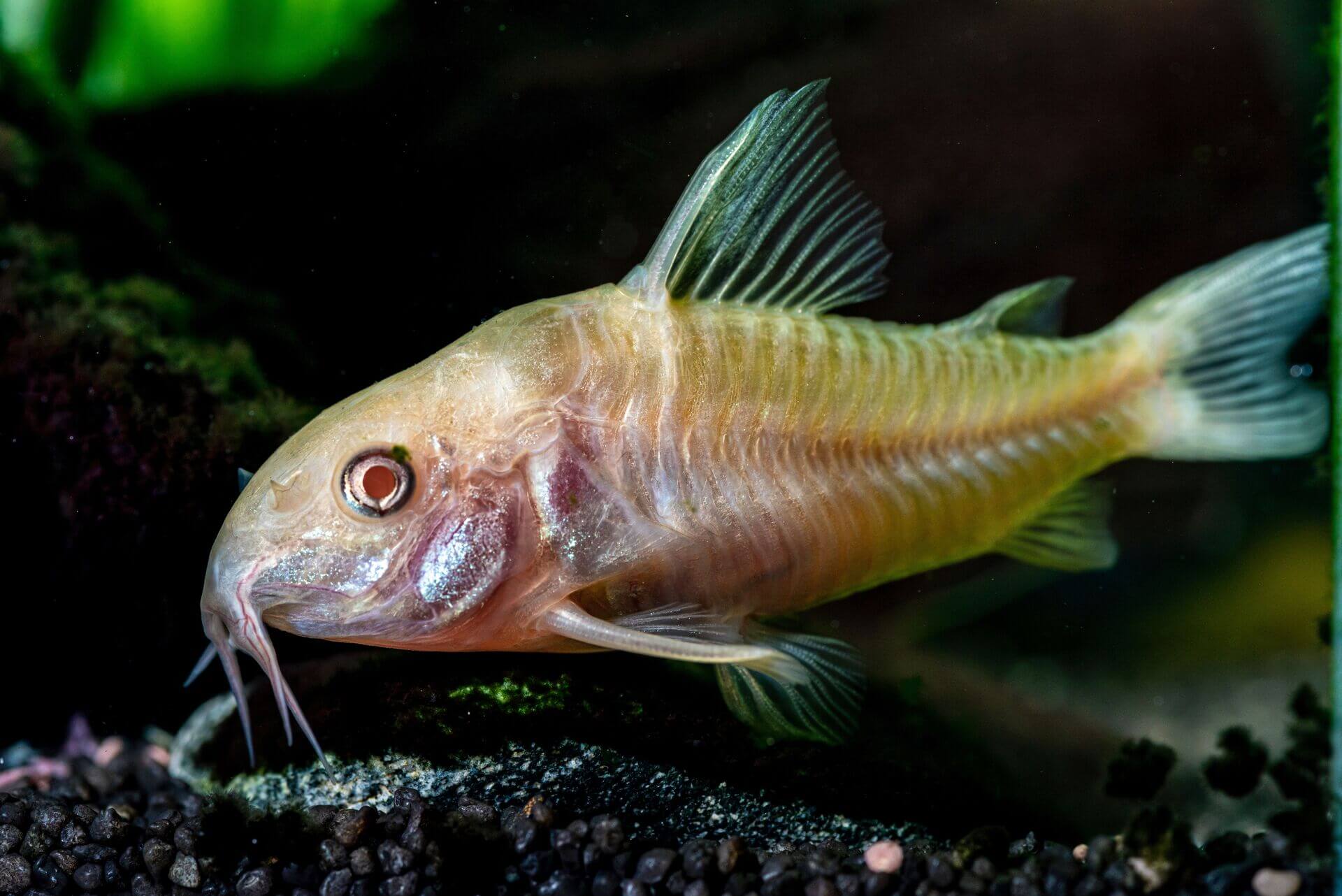 Primeiro plano de um Corydoras amarelo a pescar subaquático Primeiro plano de um Corydoras amarelo a pescar subaquático