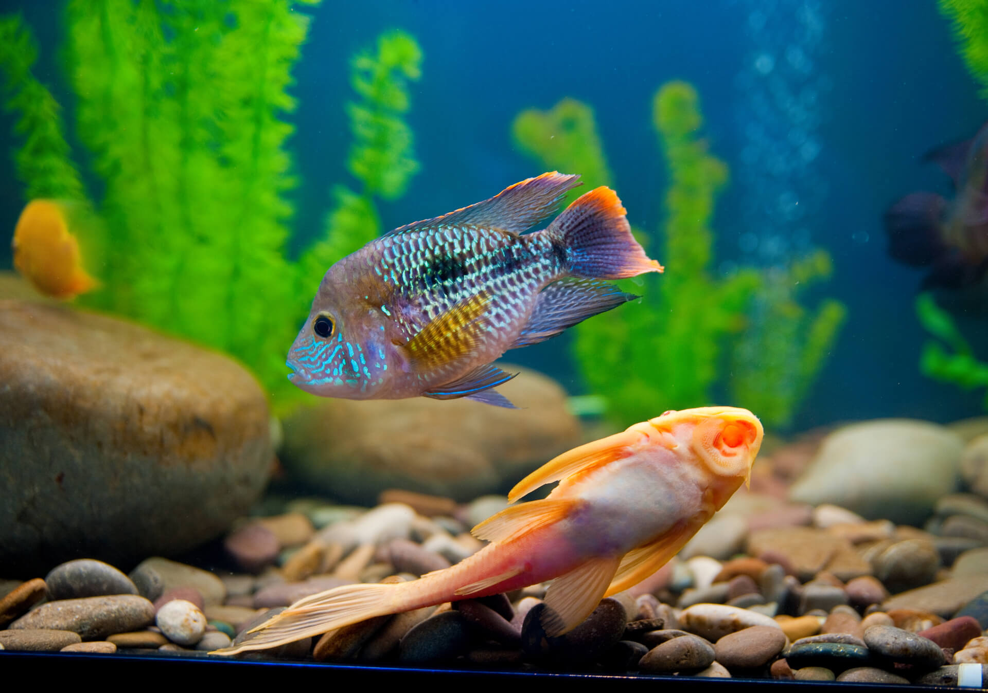 Aquário de peixes coloridos Aquário de peixes coloridos