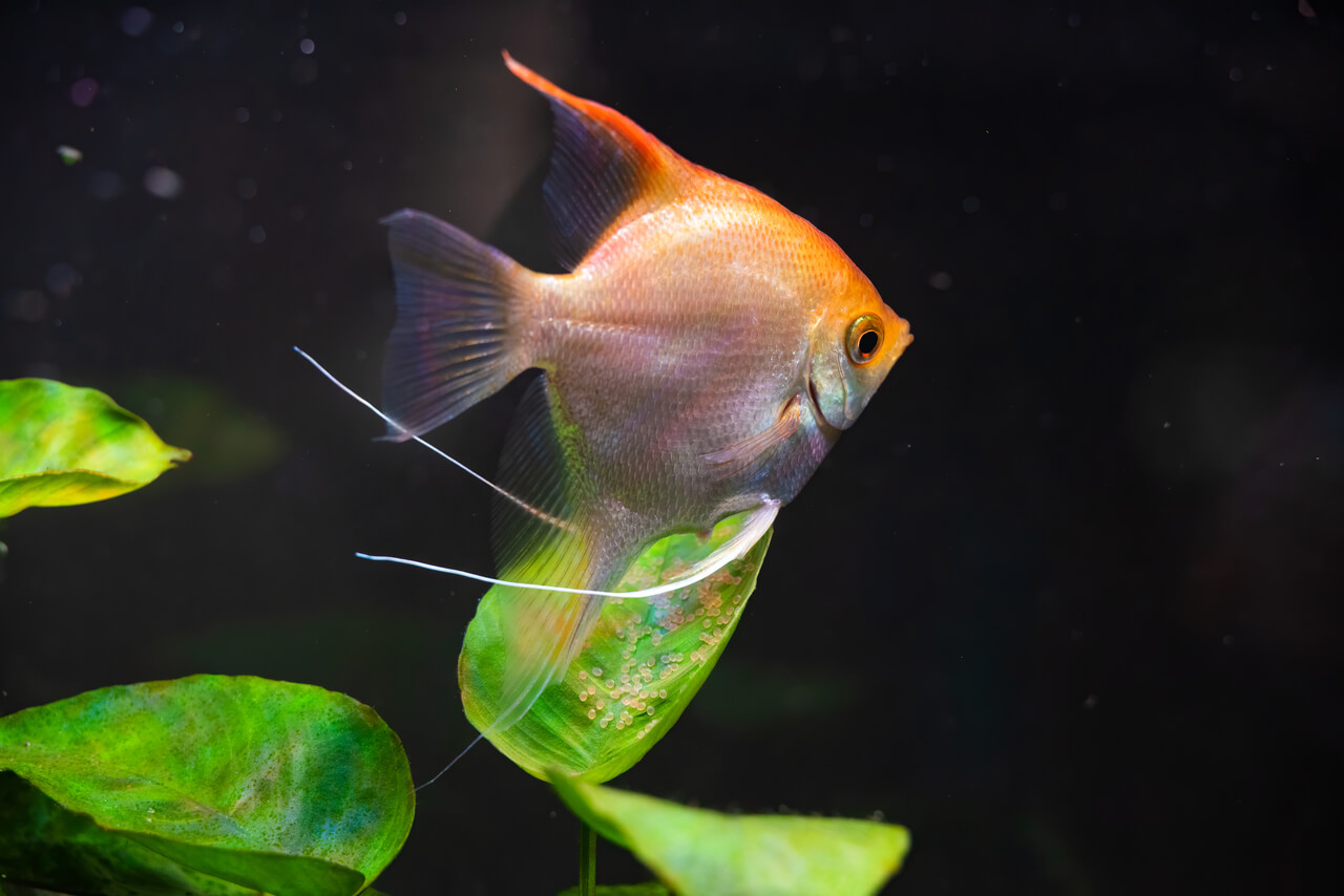 Pterophyllum Scalare dourado a guardar ovos Pterophyllum Scalare dourado a guardar ovos