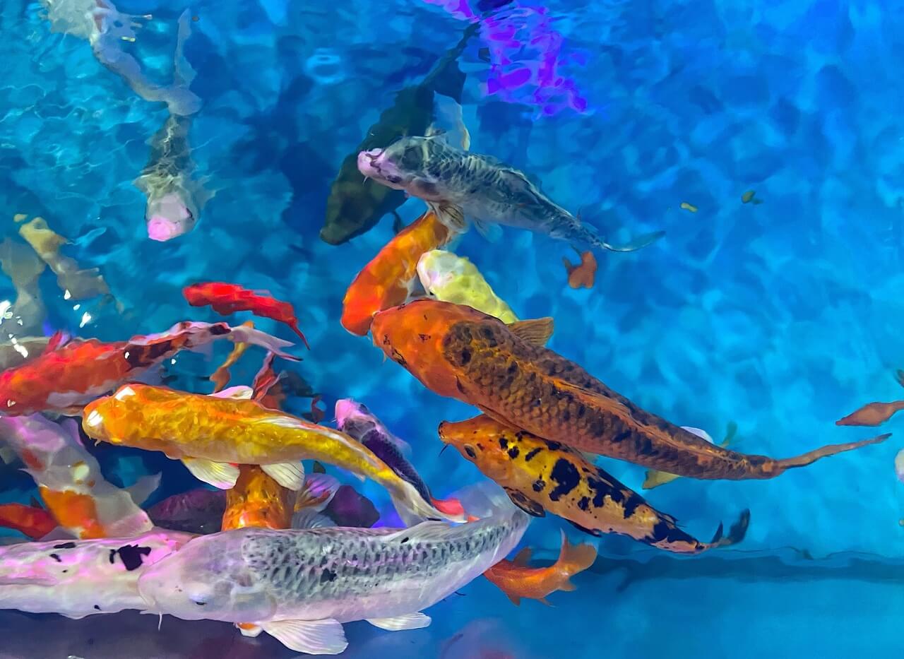 Fundo natural feito por água azul e peixes Koi Fundo natural feito por água azul e peixes Koi