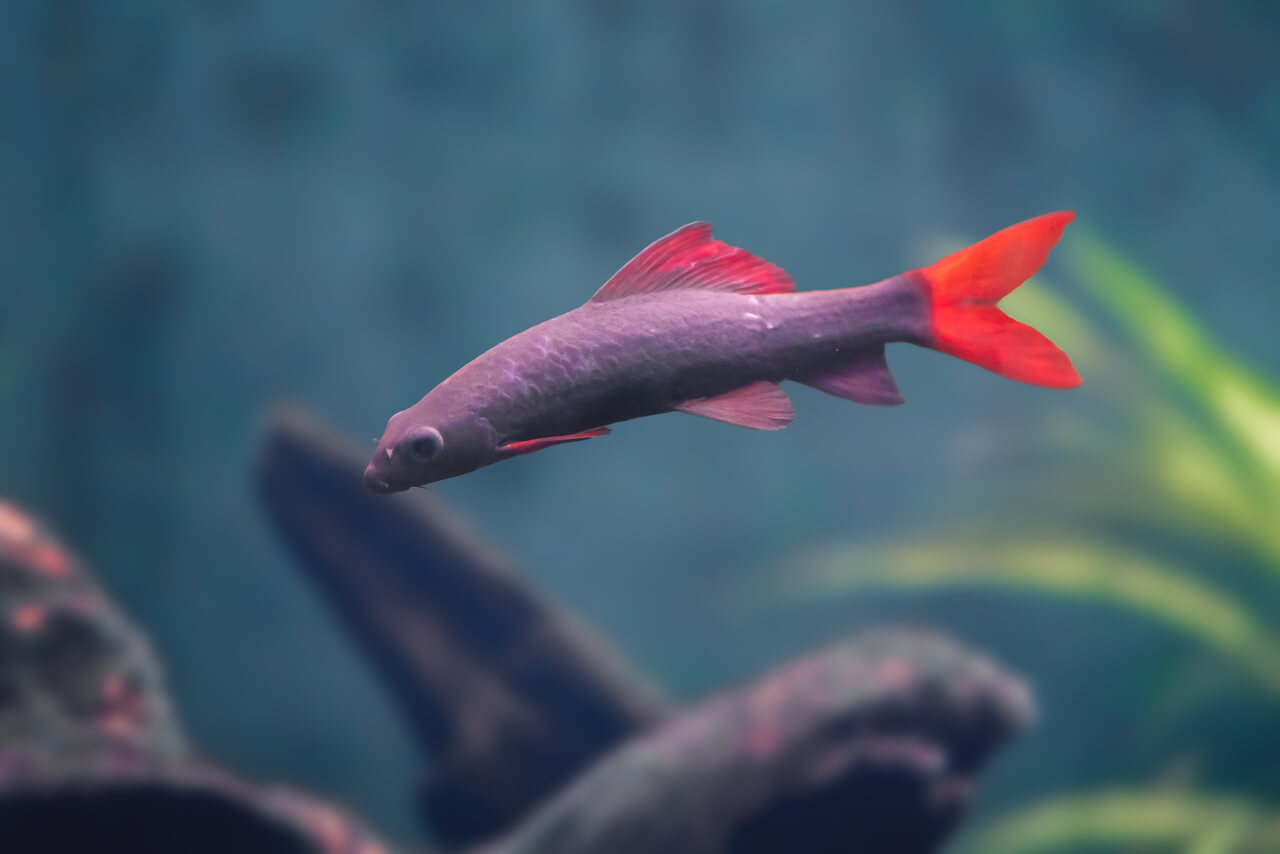 Sharkminnow Arco-íris Epalzeorhynchos Frenatum Sharkminnow Arco-íris Epalzeorhynchos Frenatum