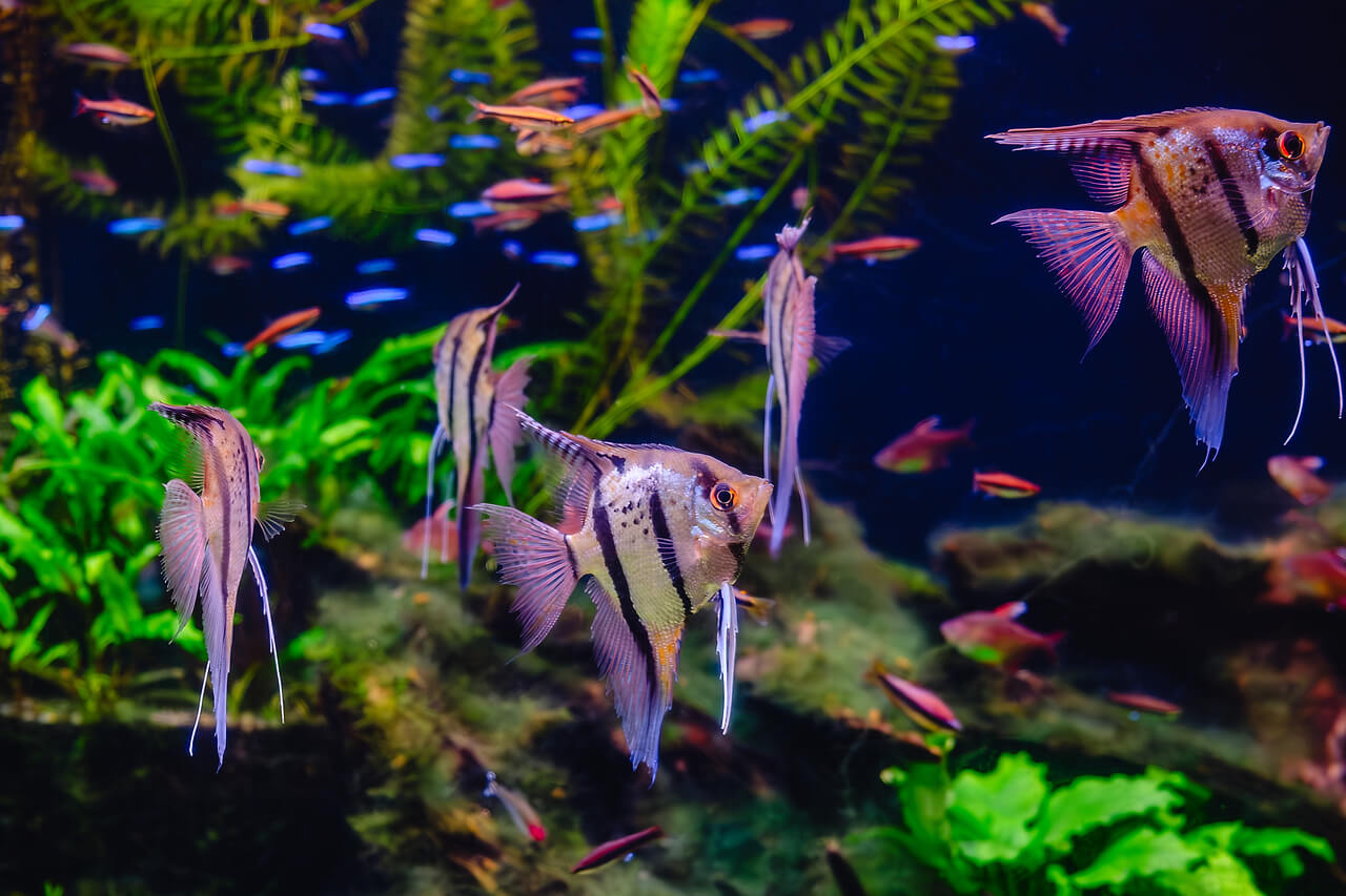 Peixe tropical Pterophyllum Scalare Altum Peixe tropical Pterophyllum Scalare Altum