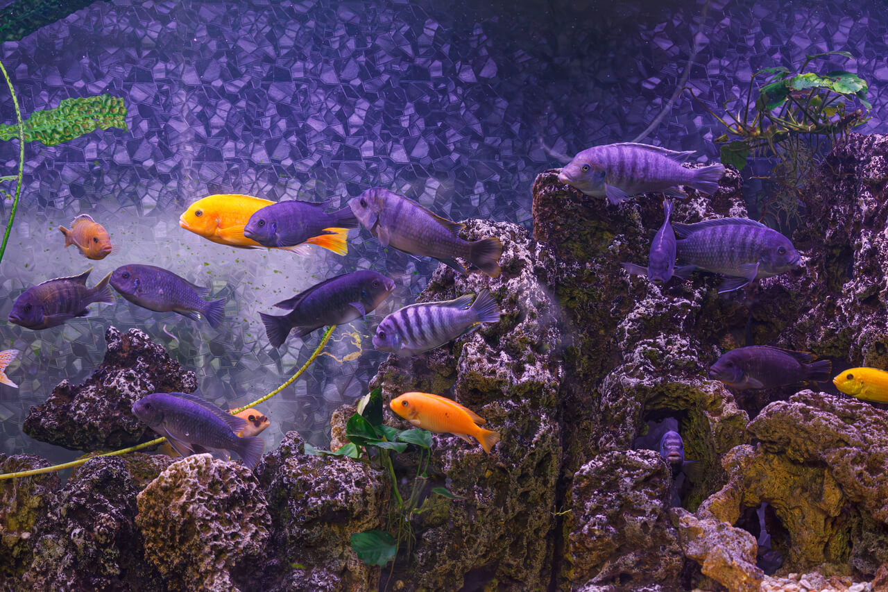 Fotografia subaquática do peixe Maylandia Estherae Fotografia subaquática do peixe Maylandia Estherae