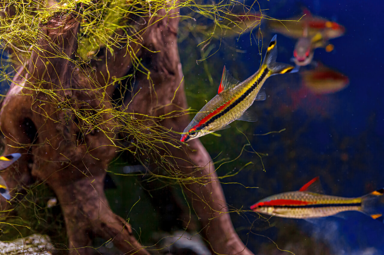 Fotografia subaquática do peixe Sahyadria Denisonii Fotografia subaquática do peixe Sahyadria Denisonii