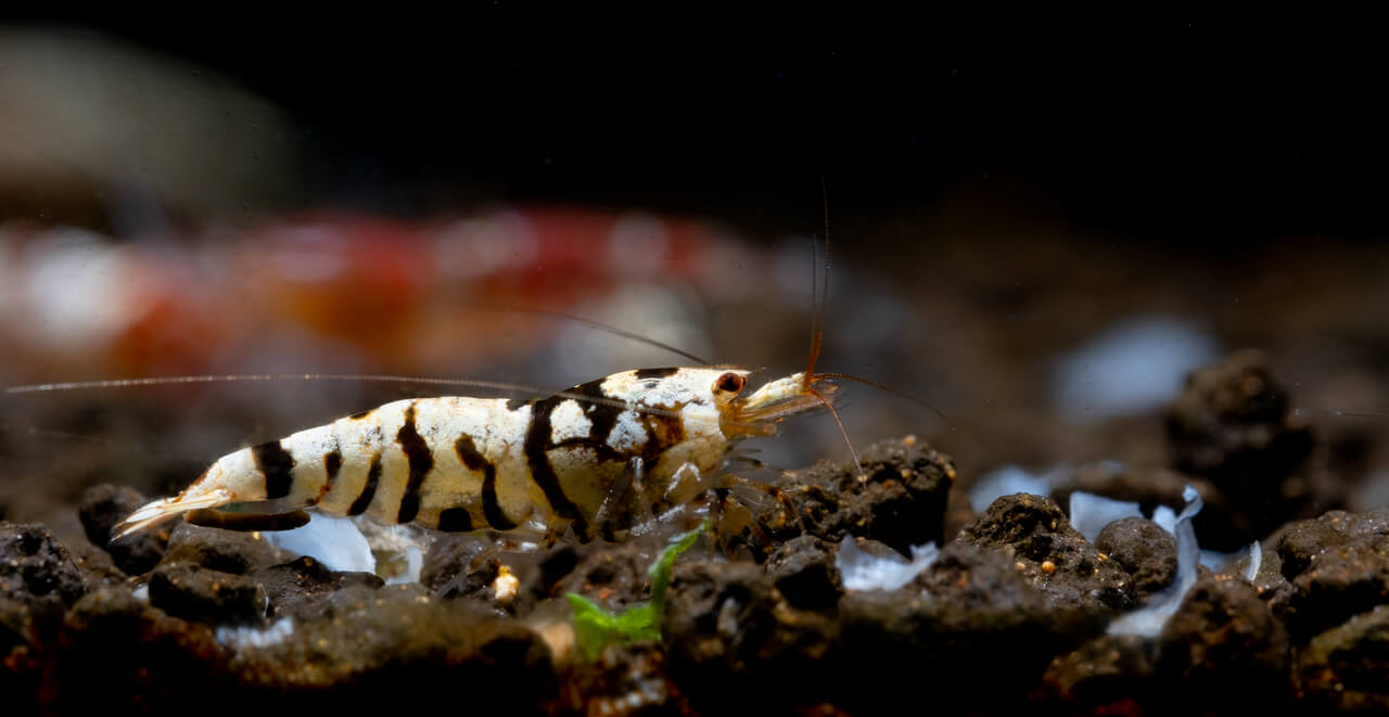 Camarão anão tigre branco elegante à procura de comida no aquário Camarão anão tigre branco elegante à procura de comida no aquário