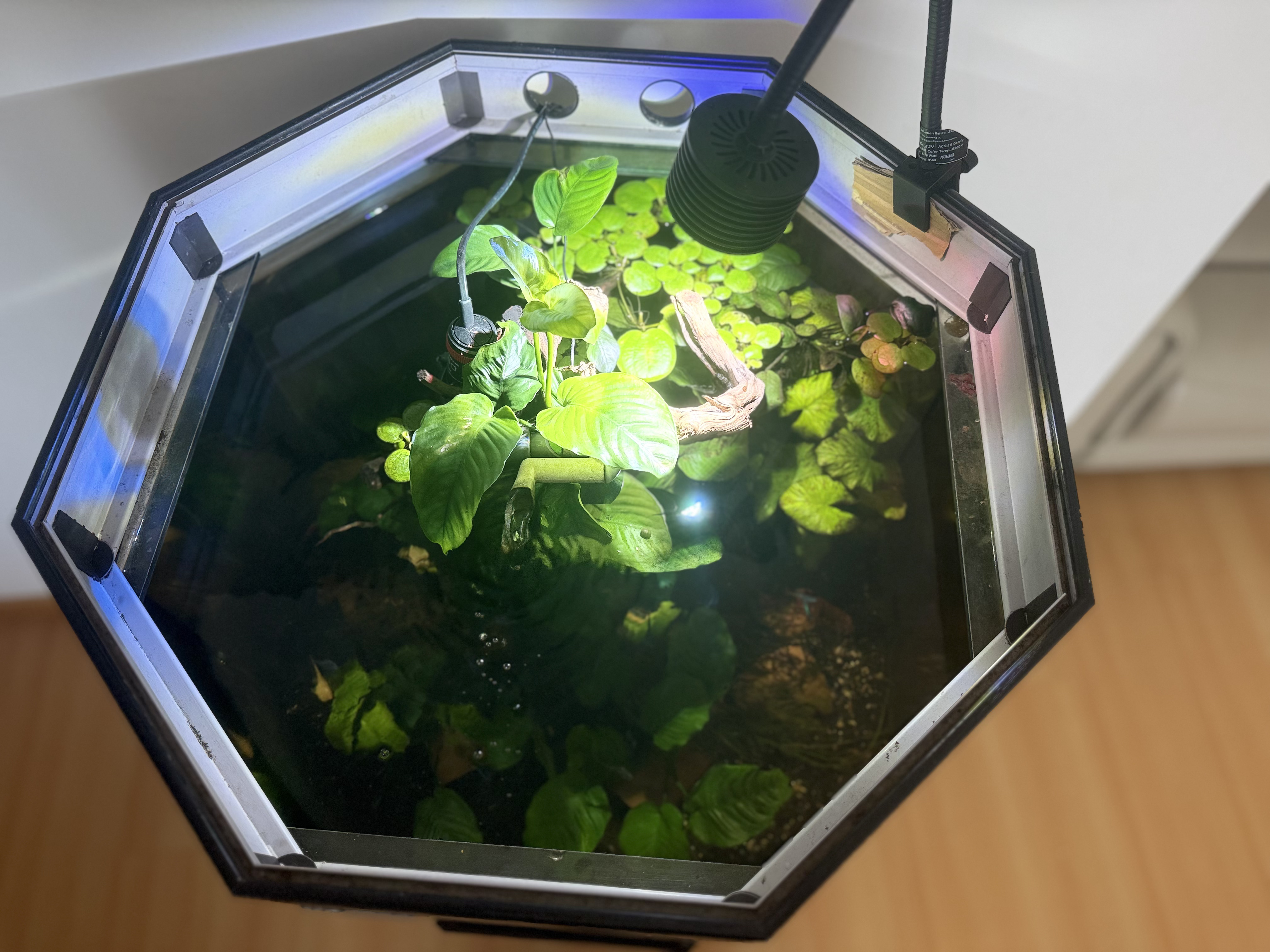 Aquário Octagonal - Imagem 2