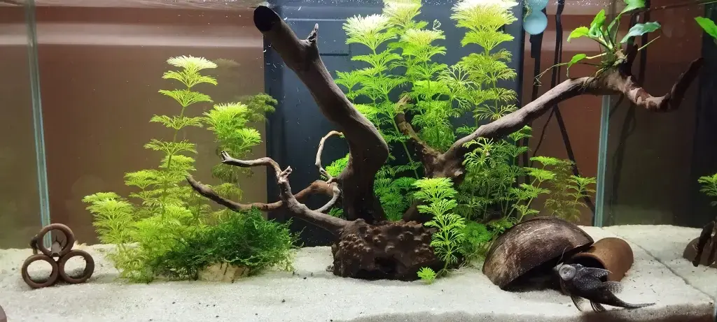 Ancistrus Tank